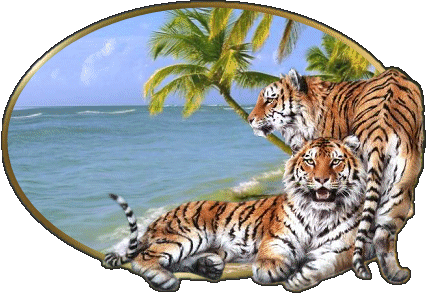 Tigres couple et plage