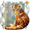 Jeune tigre fait sa toilette avant la nuit "Good night"...