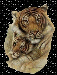 Le tigre et son petit