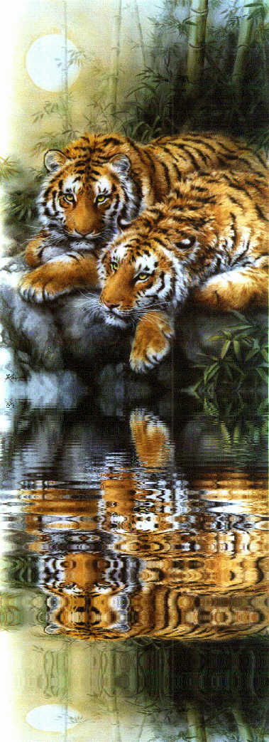 Tigres - Couple couché au bord de l'eau