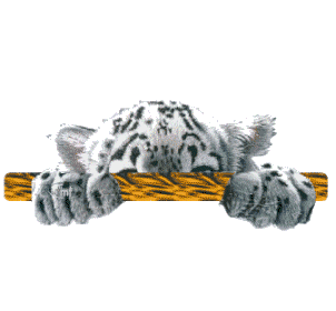 Tigrounet blanc 