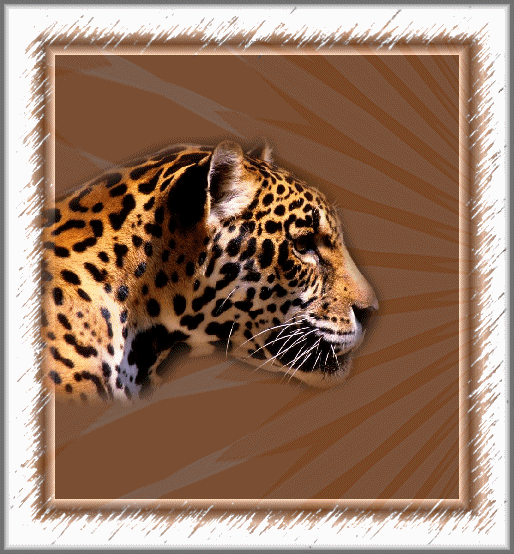 Profil de guépard