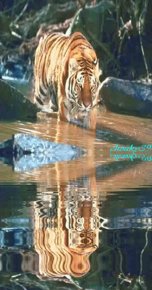 Tigre au point d'eau