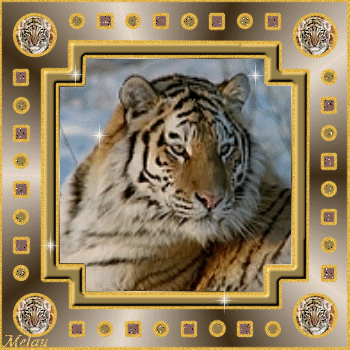 Tigre - Portrait