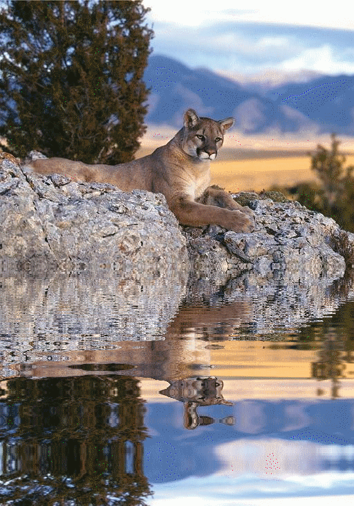 Puma couché sur des roches