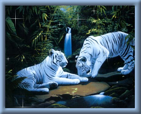 Tigres blancs - Couple et cascade