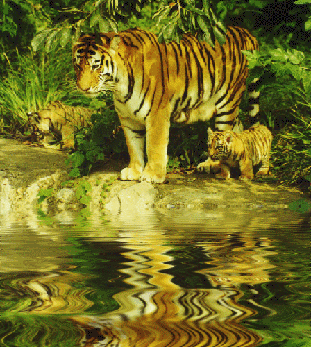 Tigresse et ses deux jeunes tigrounets