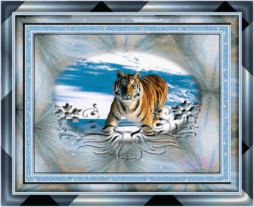 Tigre et encadrement bleu