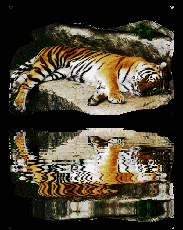 Tigre allongé sur le côté