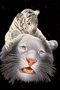 Lion et tigrou blancs