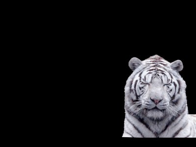 Tigre blanc sur fond noir