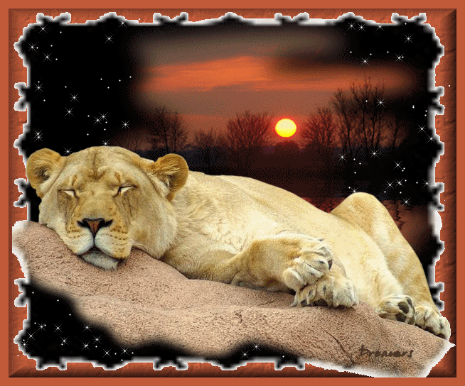 Lionne sommeillant - Coucher de soleil
