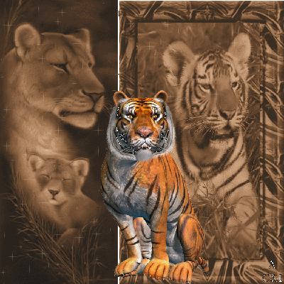 Tigre et Lionne/lionceau